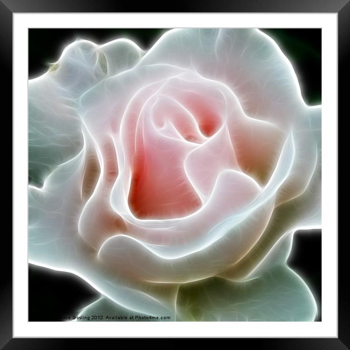 Pink Rose Framed Mounted Print by Alice Gosling