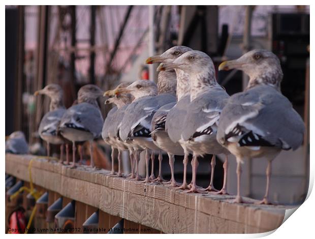 Menemsha Gulls Print by Lynn hanlon