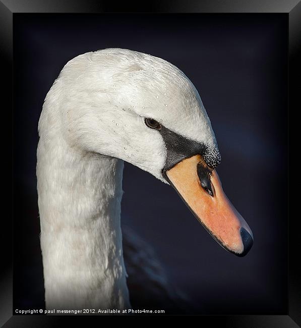 Portrait of a Swan Framed Print by Paul Messenger