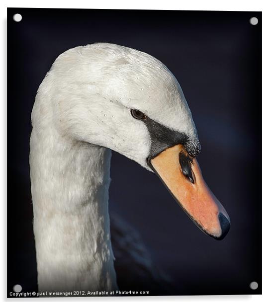 Portrait of a Swan Acrylic by Paul Messenger