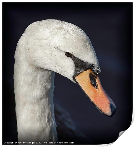 Portrait of a Swan Print by Paul Messenger