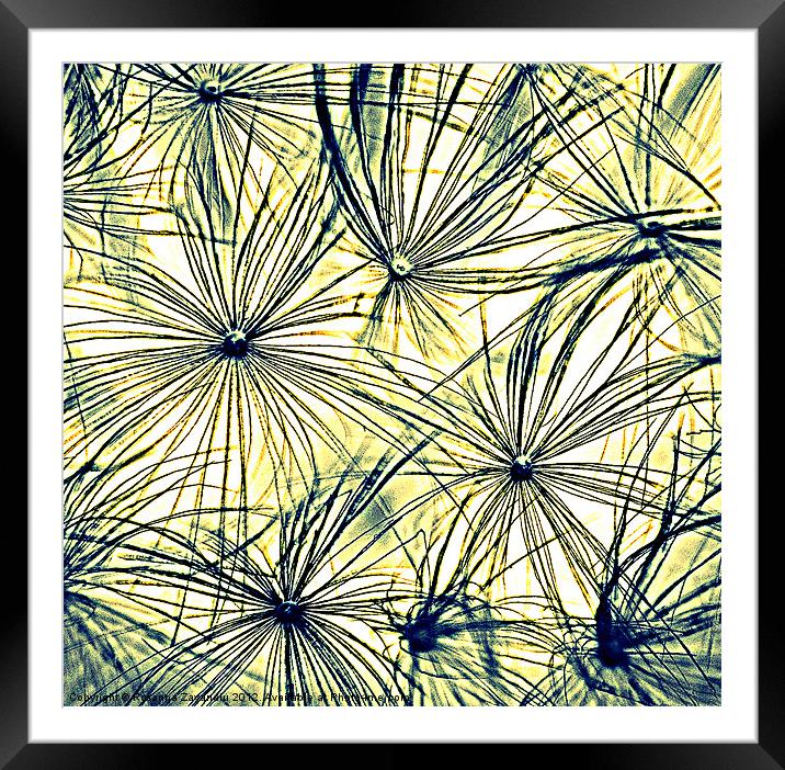 Dandelion Seedheads coloured sketch. Framed Mounted Print by Rosanna Zavanaiu