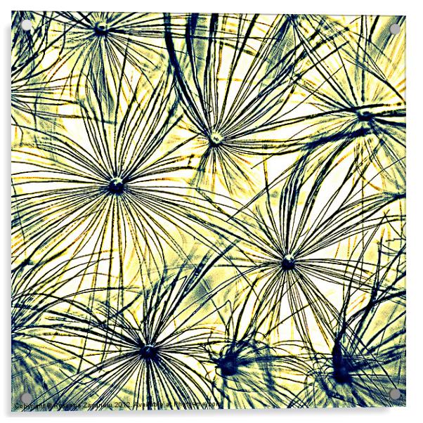 Dandelion Seedheads coloured sketch. Acrylic by Rosanna Zavanaiu