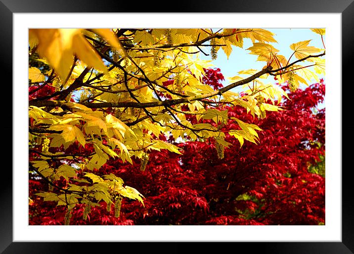 Autumn leaves Framed Mounted Print by Phillipa Kealey