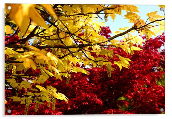 Autumn leaves Acrylic by Phillipa Kealey