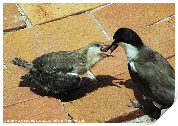 Feeding with regurgitated food Print by Mandy Rice