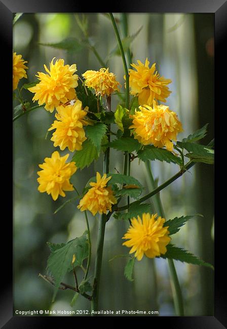 Splash of Yellow Framed Print by Mark Hobson