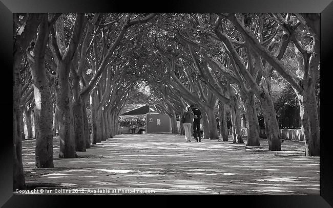 Couple walking under trees Framed Print by Ian Collins