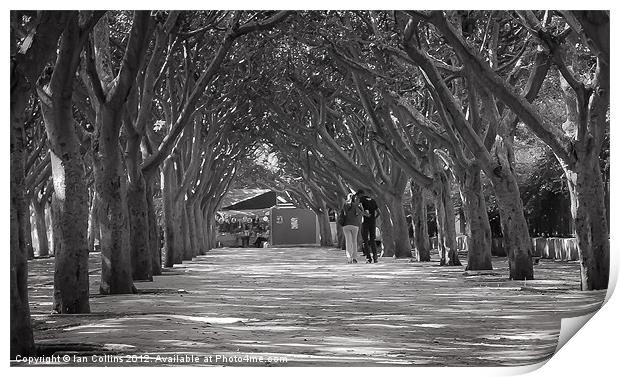 Couple walking under trees Print by Ian Collins