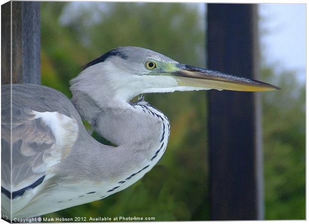 The Heron Canvas Print by Mark Hobson