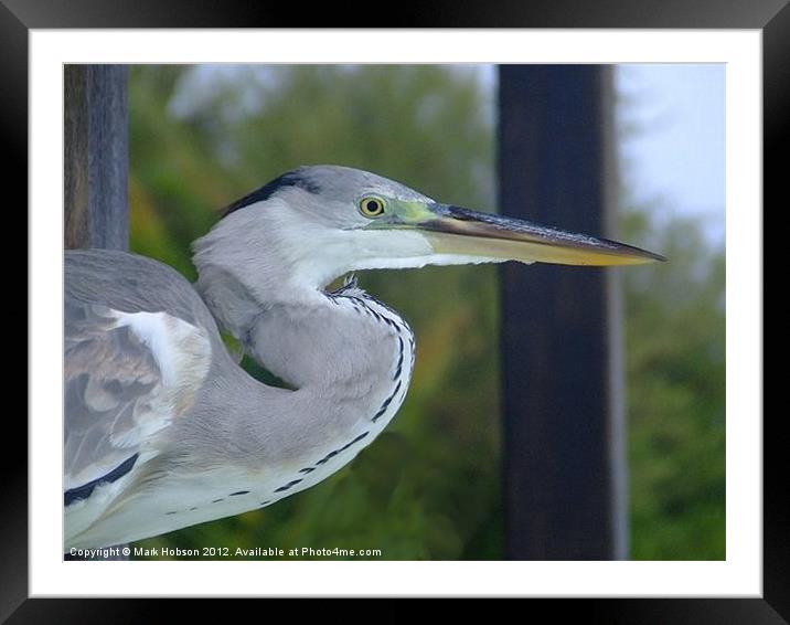 The Heron Framed Mounted Print by Mark Hobson