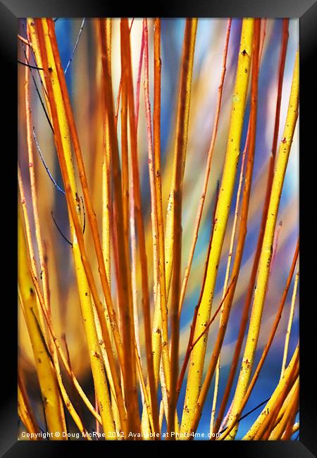 Coloured sticks Framed Print by Doug McRae