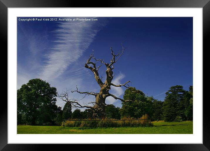 Westonbirt Tree Framed Mounted Print by Paul Kidd