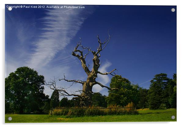 Westonbirt Tree Acrylic by Paul Kidd