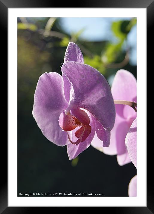 The Orchid Framed Mounted Print by Mark Hobson