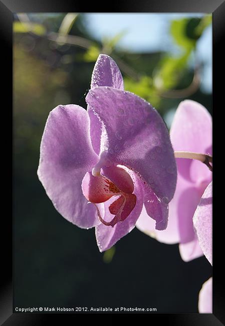 The Orchid Framed Print by Mark Hobson
