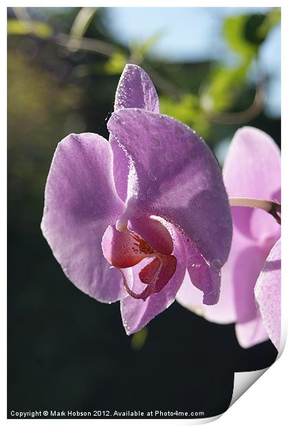 The Orchid Print by Mark Hobson