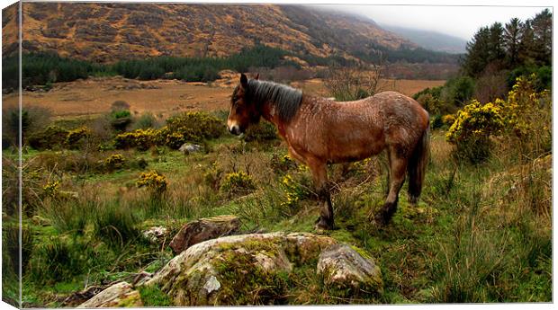 Horse in the Mountains Canvas Print by barbara walsh
