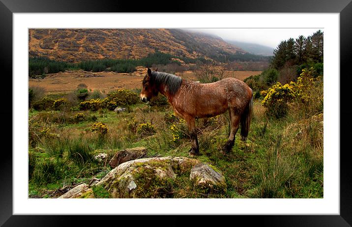 Horse in the Mountains Framed Mounted Print by barbara walsh