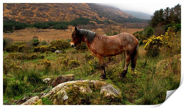 Horse in the Mountains Print by barbara walsh