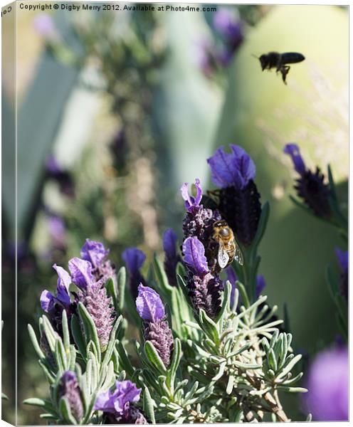 Lavender and bees Canvas Print by Digby Merry