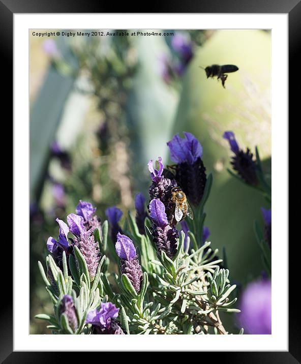 Lavender and bees Framed Mounted Print by Digby Merry