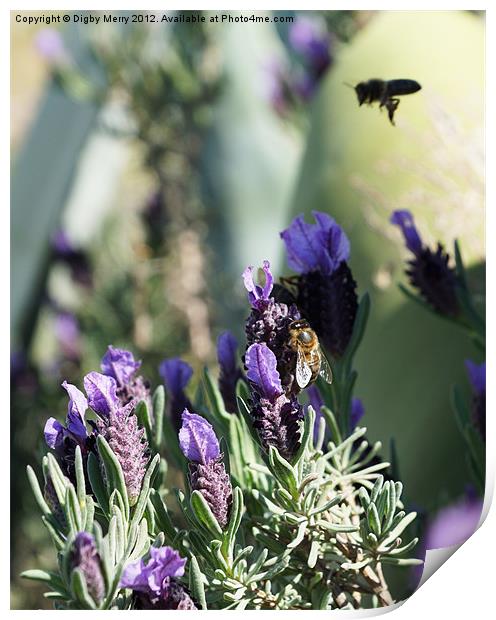 Lavender and bees Print by Digby Merry