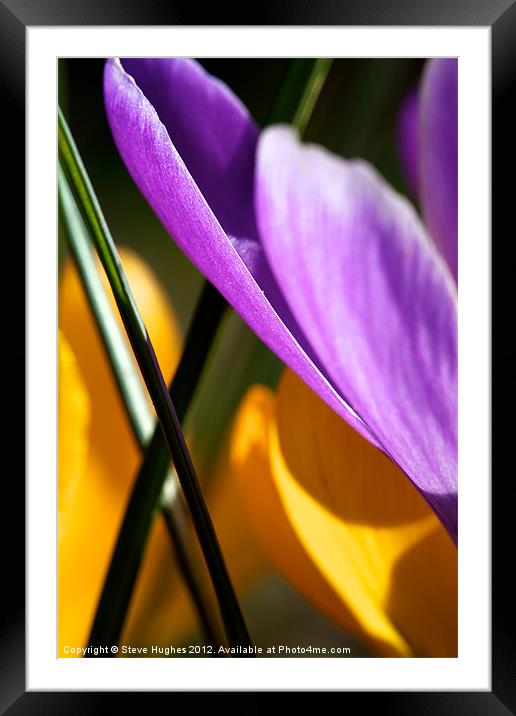 Spring  Crocus Flowers Abstract Framed Mounted Print by Steve Hughes