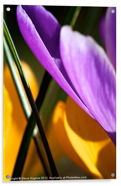 Spring  Crocus Flowers Abstract Acrylic by Steve Hughes