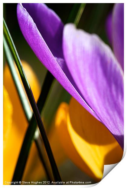 Spring  Crocus Flowers Abstract Print by Steve Hughes