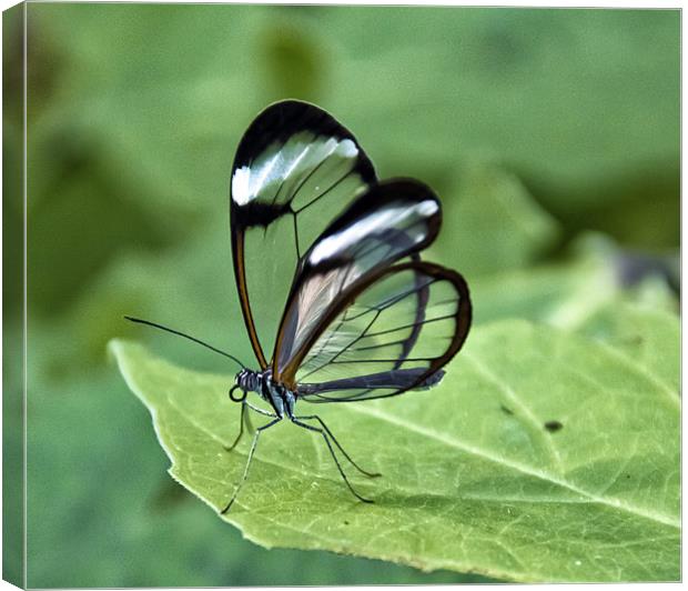 Glasswing Canvas Print by Fraser Hetherington