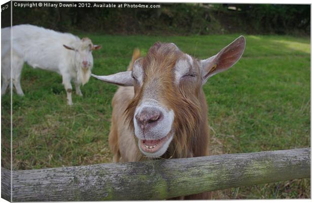 The Laughing Goat Canvas Print by Hilary Downie