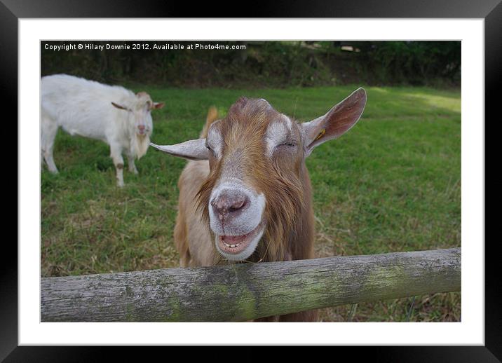 The Laughing Goat Framed Mounted Print by Hilary Downie