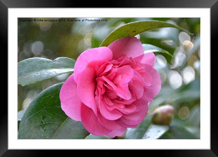 Camelia In Bloom Framed Mounted Print by mike wingrove