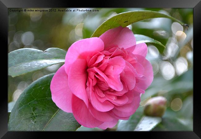 Camelia In Bloom Framed Print by mike wingrove