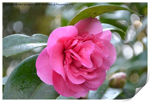 Camelia In Bloom Print by mike wingrove