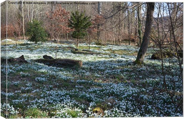 Bed of snowdrops Canvas Print by mike wingrove