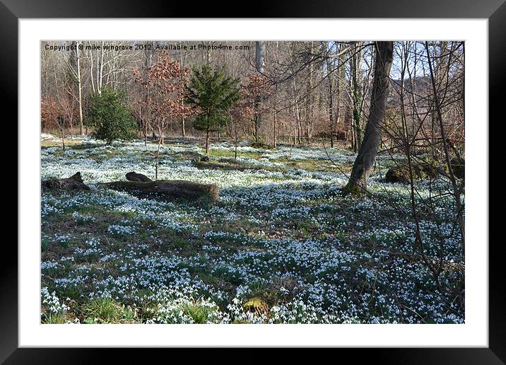 Bed of snowdrops Framed Mounted Print by mike wingrove