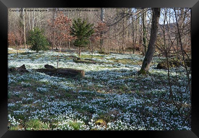 Bed of snowdrops Framed Print by mike wingrove