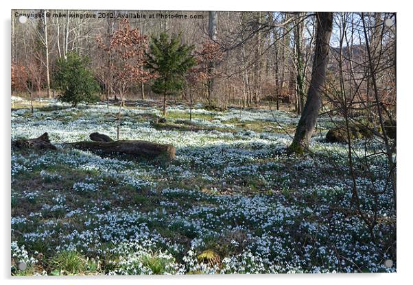 Bed of snowdrops Acrylic by mike wingrove