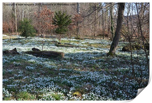 Bed of snowdrops Print by mike wingrove