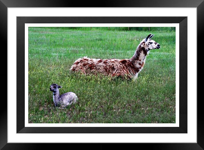 Mother and Baby llama Framed Mounted Print by Larry Stolle