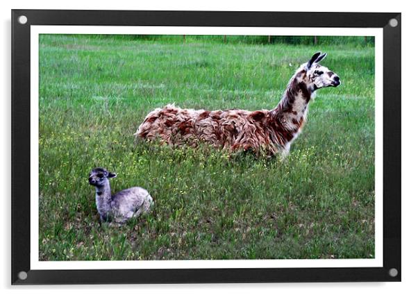 Mother and Baby llama Acrylic by Larry Stolle