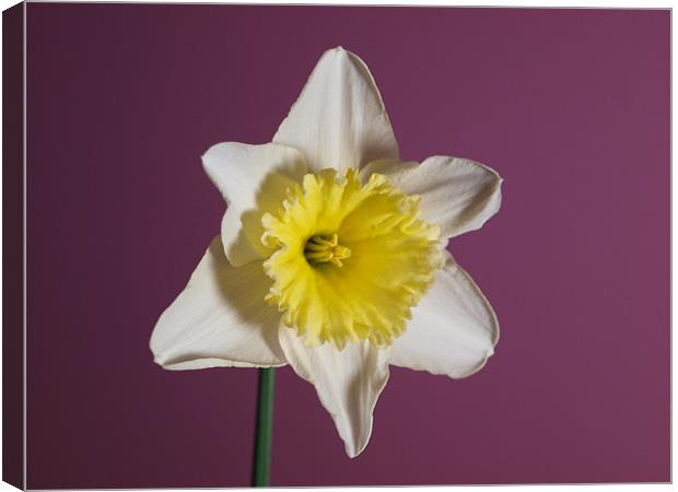 White Daffodil Canvas Print by andrew hall