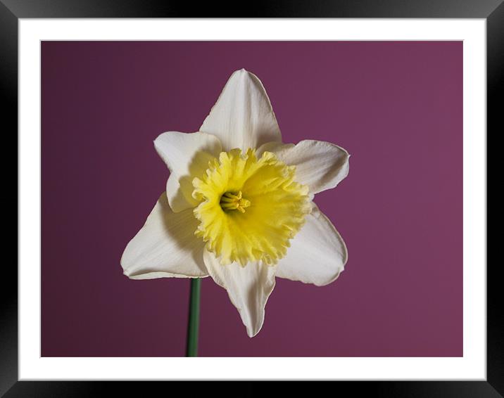 White Daffodil Framed Mounted Print by andrew hall