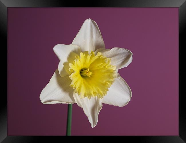 White Daffodil Framed Print by andrew hall
