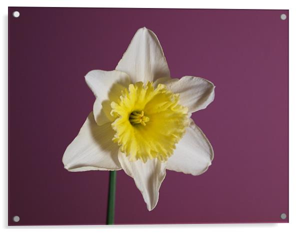 White Daffodil Acrylic by andrew hall