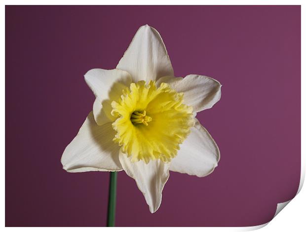 White Daffodil Print by andrew hall