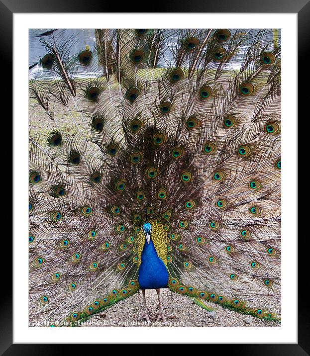 Peacock Framed Mounted Print by Craig Cheeseman