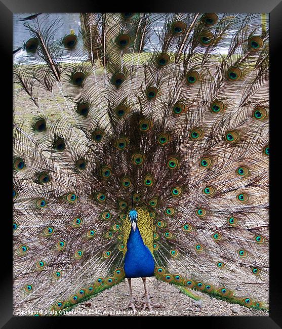 Peacock Framed Print by Craig Cheeseman